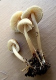 Mycena inclinata image