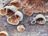 Pseudomerulius curtisii image