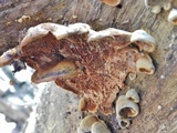 Pseudomerulius curtisii image