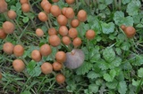 Parasola plicatilis image