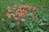 Parasola plicatilis image