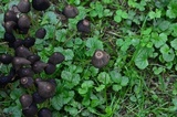 Parasola plicatilis image
