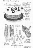 Erikssonopsis ericae image