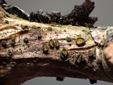 Erikssonopsis ericae image