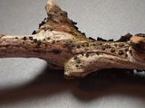Erikssonopsis ericae image