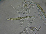 Erikssonopsis ericae image