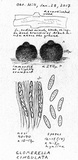 Glomerella cingulata image