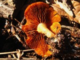 Gymnopilus sapineus image