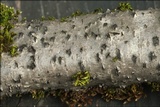 Diatrypella favacea image