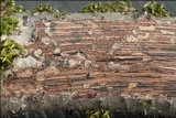 Diatrypella favacea image