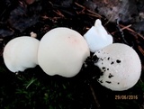 Bovista pusilla image
