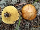 Suillus luteus image
