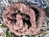 Thelephora terrestris image