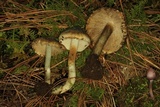 Inocybe corydalina image