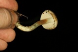 Inocybe corydalina image