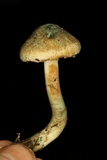 Inocybe corydalina image
