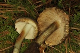 Inocybe corydalina image