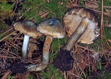 Inocybe corydalina image