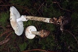 Amanita arocheae image