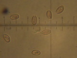 Hypholoma marginatum image
