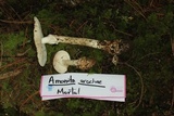 Amanita arocheae image