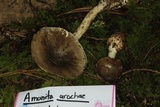Amanita arocheae image