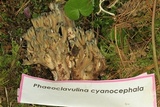 Ramaria cyanocephala image