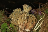 Ramaria cyanocephala image