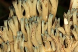 Ramaria cyanocephala image