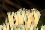 Ramaria cyanocephala image