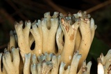 Ramaria cyanocephala image