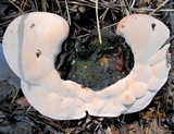 Hydnellum peckii image