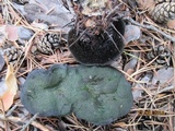 Hydnellum peckii image