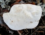 Hydnellum compactum image