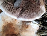 Hydnellum compactum image