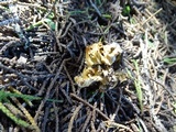 Phaeoclavulina myceliosa image
