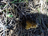 Phaeoclavulina myceliosa image