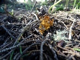 Phaeoclavulina myceliosa image