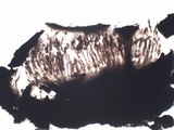 Oedohysterium pulchrum image