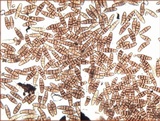 Oedohysterium pulchrum image