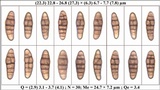 Oedohysterium pulchrum image