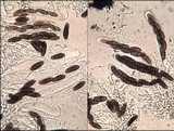 Oedohysterium pulchrum image