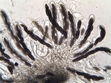 Oedohysterium pulchrum image