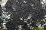 Placynthiella icmalea image
