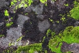 Placynthiella icmalea image