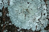 Canoparmelia texana image