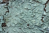 Canoparmelia texana image