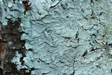 Canoparmelia texana image