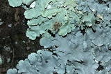 Canoparmelia texana image