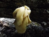 Chrysomphalina strombodes image